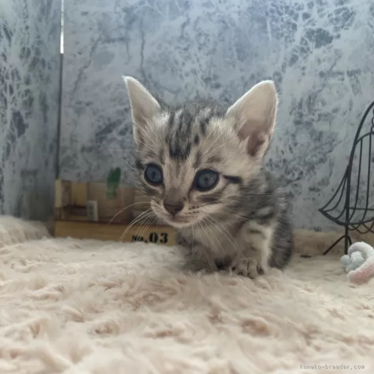 ID:2404-03190の子猫