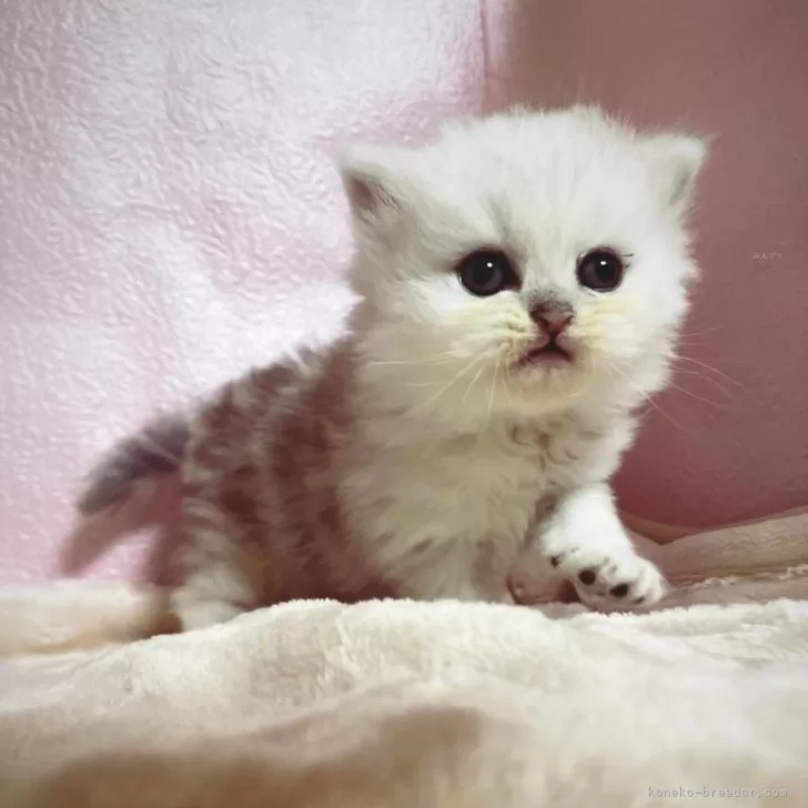 ID:2402-01307の子猫