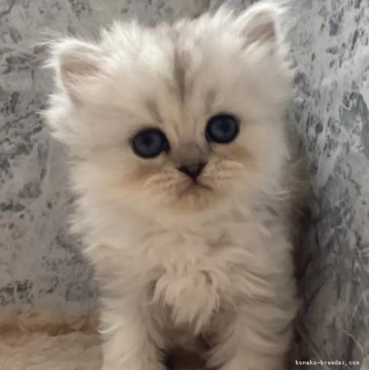 ID：2410-03434の子猫