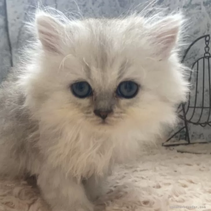 ID：2409-03145の子猫