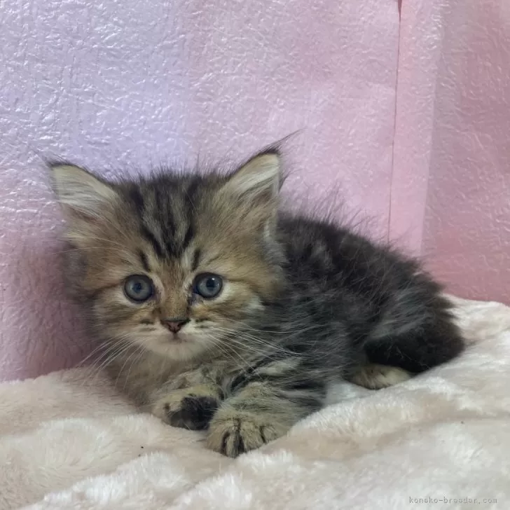 ID：2406-02921の子猫