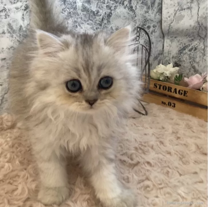 ID:2410-01170の子猫