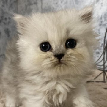 ペルシャ(チンチラ)【神奈川県・男の子・2024年9月13日・チンチラシルバー】の写真「ふわふわのんびりな男の子」