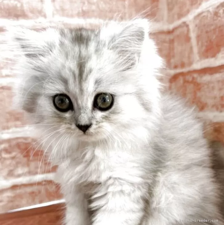 ID：2505-01230の子猫