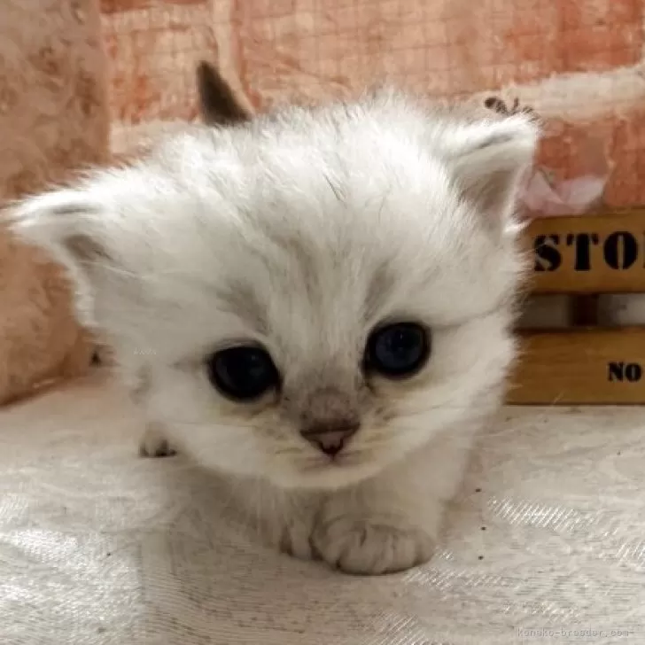 ID:2505-01233の子猫