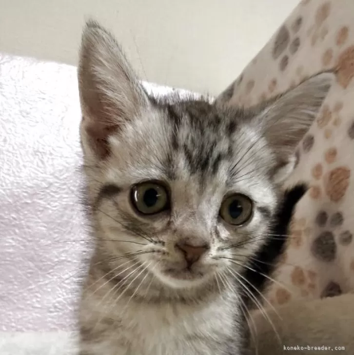 アメリカンショートヘア【神奈川県・男の子・2025年9月20日・シルバータビー】の写真1「毎日お母さんやきょうだいと仲良く過ごしてます。」