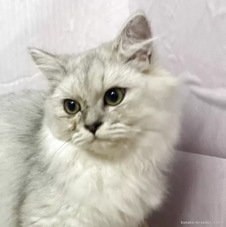 ペルシャ(チンチラ)【神奈川県・男の子・2025年4月26日・チンチラシルバー】の写真1「ご飯もよく食べ元気です。」