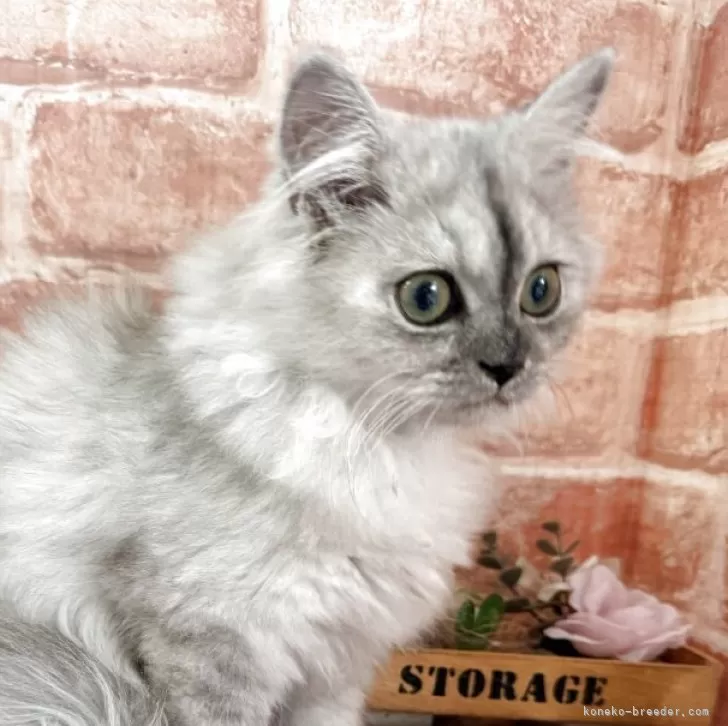 ID:2508-01185の子猫