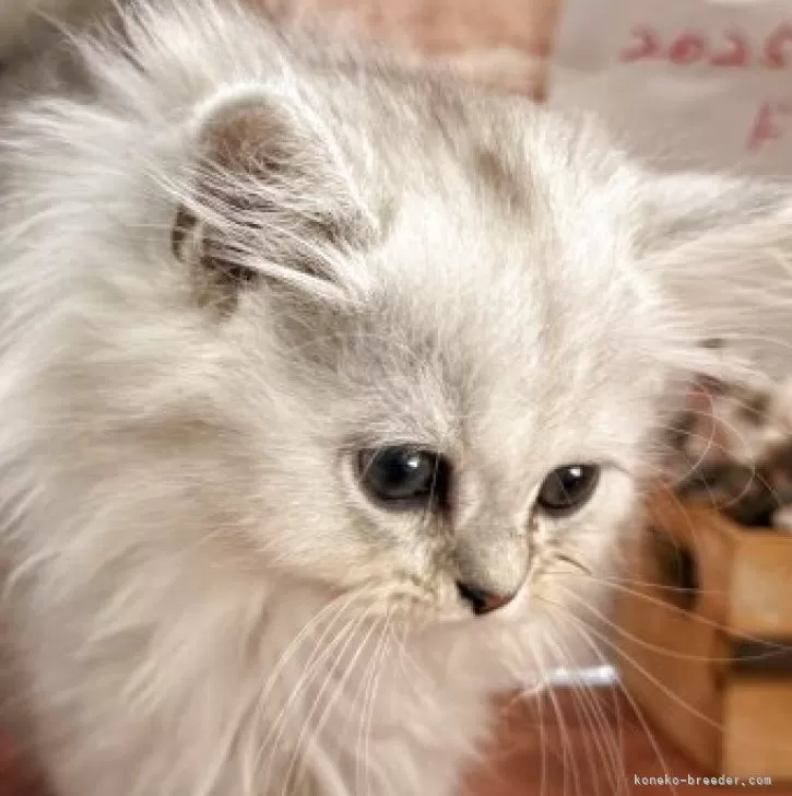 ID：2505-03370の子猫