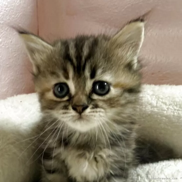 ID：2507-01354の子猫