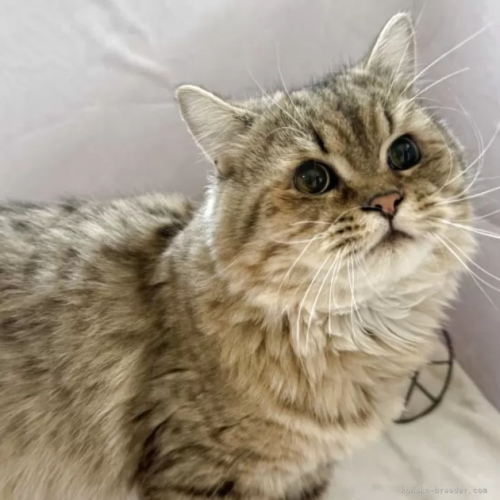 ミヌエット(長足)【神奈川県・男の子・2025年1月7日・チンチラゴールデン】の写真1「ちょっと大きくなってしまいましたがとてもおとなしくて抱っこも大好きな甘えん坊です」