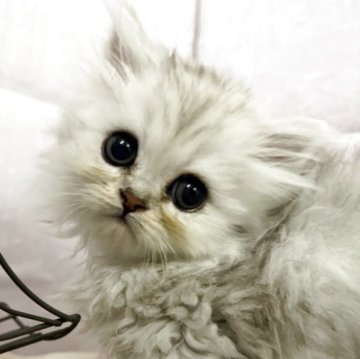 ペルシャ(チンチラ)【神奈川県・女の子・2025年9月23日・チンチラシルバー】の写真「のんびりな女の子」