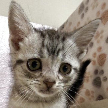 アメリカンショートヘア【神奈川県・男の子・2025年9月20日・シルバータビー】の写真「元気な男の子」