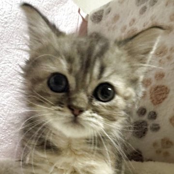 ミヌエット(長足)【神奈川県・女の子・2025年10月14日・ブラウンタビー】の写真「明るい女の子」