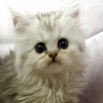 ペルシャ(チンチラ)【神奈川県・男の子・2025年9月23日・チンチラシルバー】の写真「のんびりな男の子」