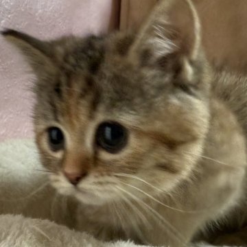 ミヌエット(短足)【神奈川県・女の子・2025年1月7日・ブラウンパッチドタビー】の写真「まだよちよちです。毎日弟と仲良く遊んでます。」