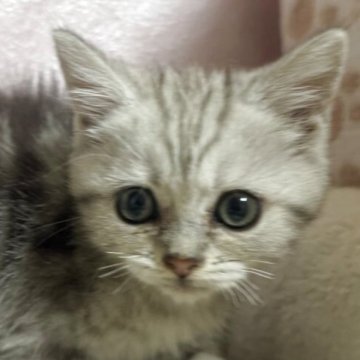 ミヌエット(長足)【神奈川県・男の子・2025年10月14日・シルバータビー】の写真「元気な男の子」