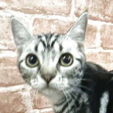 アメリカンショートヘア【神奈川県・男の子・2025年4月21日・シルバータビー】の写真「とっても綺麗な柄の男の子」