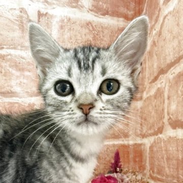 アメリカンショートヘア【神奈川県・男の子・2025年6月26日・ブルータビー】の写真「明るい男の子」