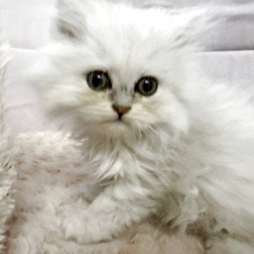 ペルシャ(チンチラ)【神奈川県・男の子・2025年11月18日・チンチラシルバー】の写真「おっとりな男の子」