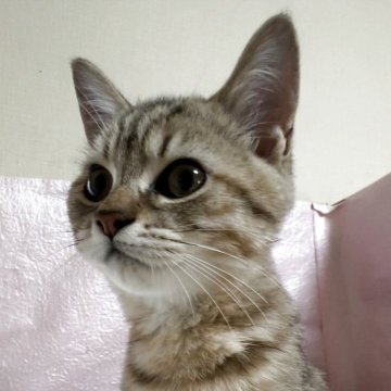 ミヌエット(長足)【神奈川県・男の子・2025年6月2日・ブラウンタビー】の写真「元気な甘えん坊」