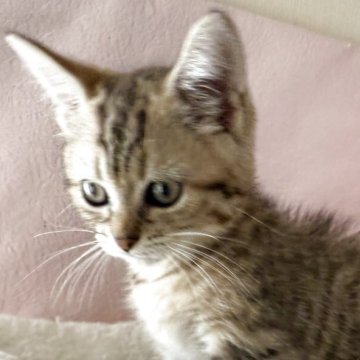 ミヌエット(長足)【神奈川県・男の子・2025年6月2日・ブラウンタビー】の写真「元気な甘えん坊」