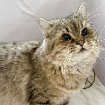 ミヌエット(長足)【神奈川県・男の子・2025年1月7日・チンチラゴールデン】の写真「色々と興味を持ち明るい甘えん坊です」