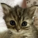 ミヌエット(長足)