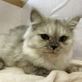 ペルシャ(チンチラ)