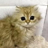 ペルシャ(チンチラ)