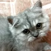 ペルシャ(チンチラ)