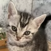 アメリカンショートヘア【神奈川県・男の子・2025年1月27日・シルバータビー】の写真1「毎日お母さんや兄弟と楽しく過ごしてます。」