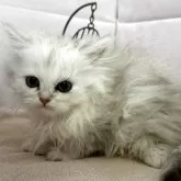 ペルシャ(チンチラ)