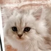 ペルシャ(チンチラ)