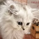 ペルシャ(チンチラ)