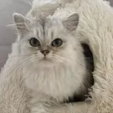 ペルシャ(チンチラ)