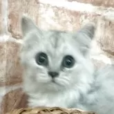 ペルシャ(チンチラ)