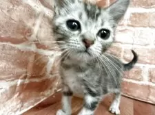 アメリカンショートヘア【神奈川県・男の子・2025年6月26日・ブルータビー】の写真2「アップです。」