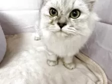 ペルシャ(チンチラ)【神奈川県・男の子・2025年4月26日・チンチラシルバー】の写真3「正面から」