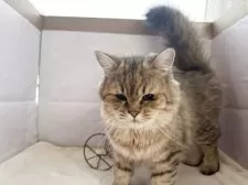 ミヌエット(長足)【神奈川県・男の子・2025年1月7日・チンチラゴールデン】の写真8