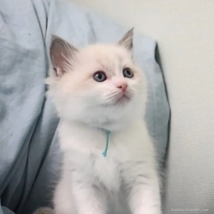 ID：2312-01369の子猫