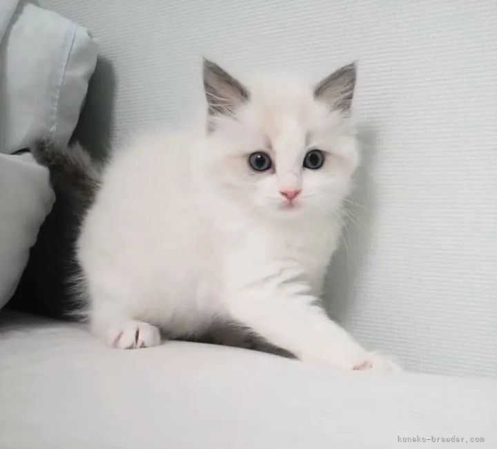 ID：2205-01323の子猫