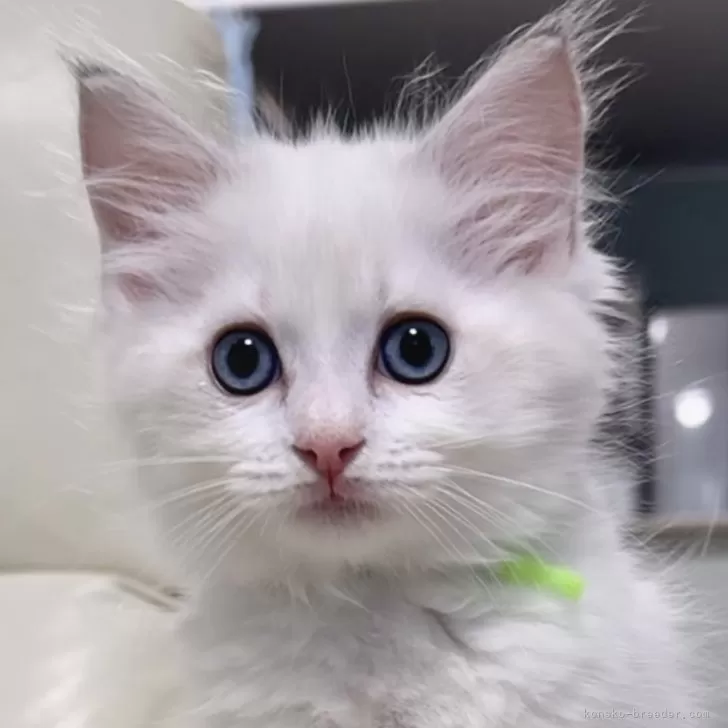 ID：2411-02115の子猫