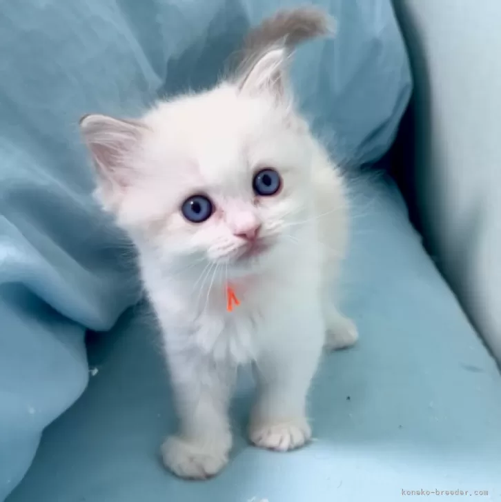 ID：2407-02260の子猫