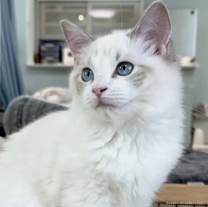 ID:2406-03690の子猫