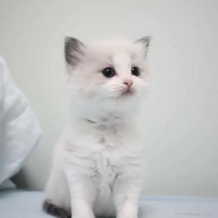 ID:2211-02855の子猫