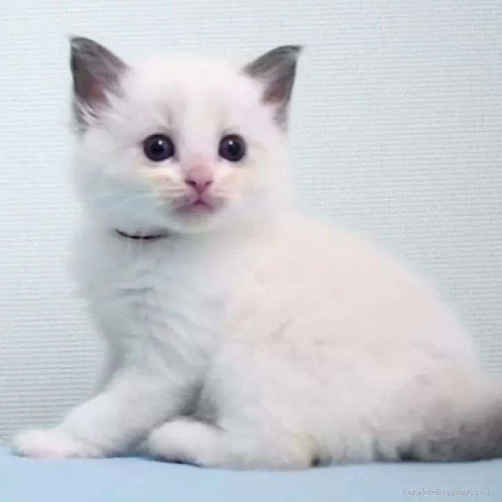 ID：2312-01692の子猫
