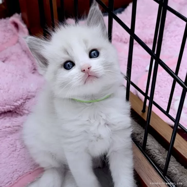 ID:2409-00206の子猫