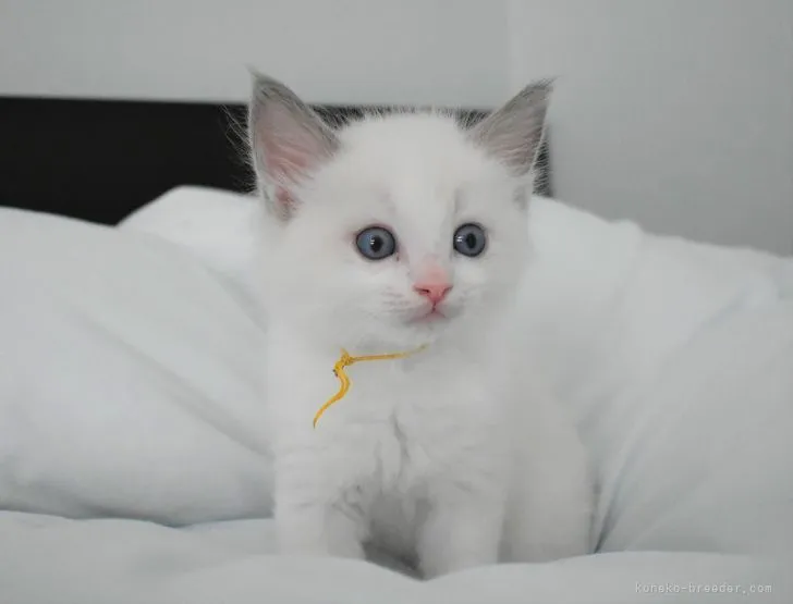 ID：2108-01338の子猫