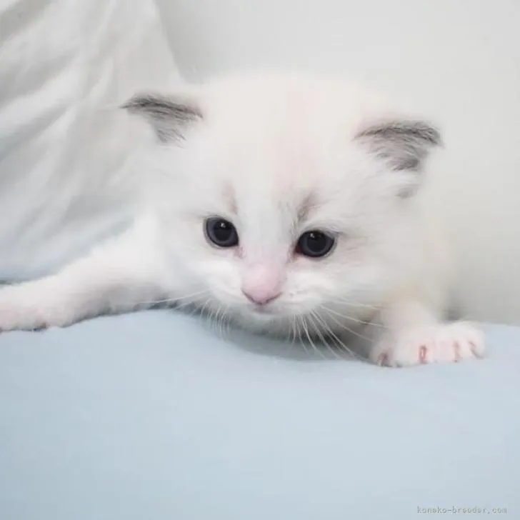 ID:2207-02066の子猫